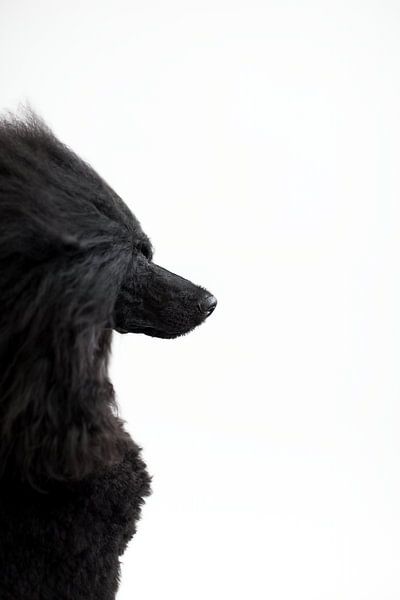 Zwarte poedel Zinzi van Janine Bekker Photography