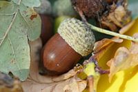 Eichel mit Blättern