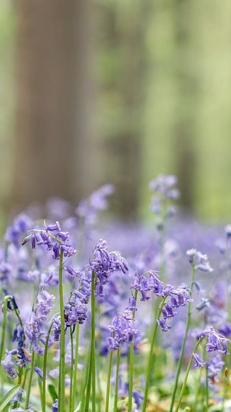 bluebell by Steven Langewouters