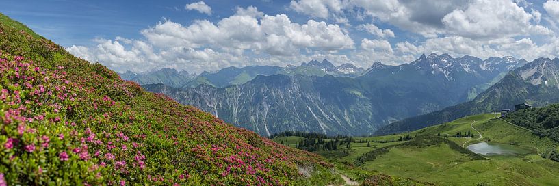 Roses des Alpes dans les Alpes d'Allgäu par Walter G. Allgöwer
