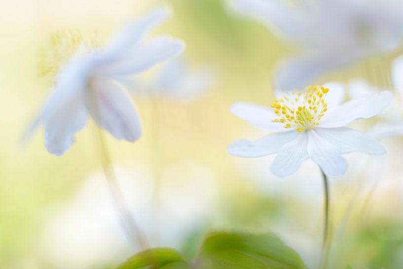le printemps est dans l'air par jowan iven