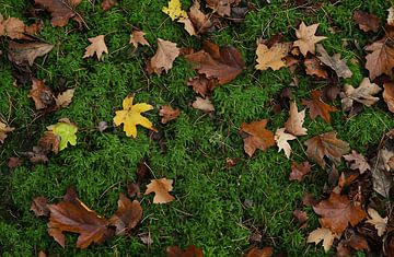 Walk in the autumn forest