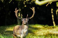 Damhert kijkt recht de camera in 