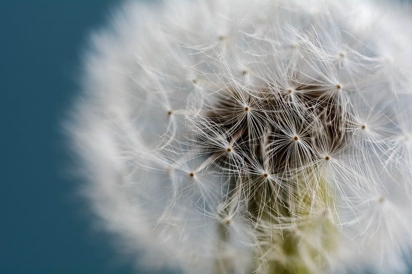 Löwenzahn von SusanneV