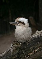 Kookaburra