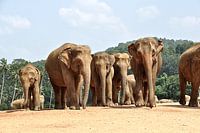 Éléphants en réserve Sri Lanka