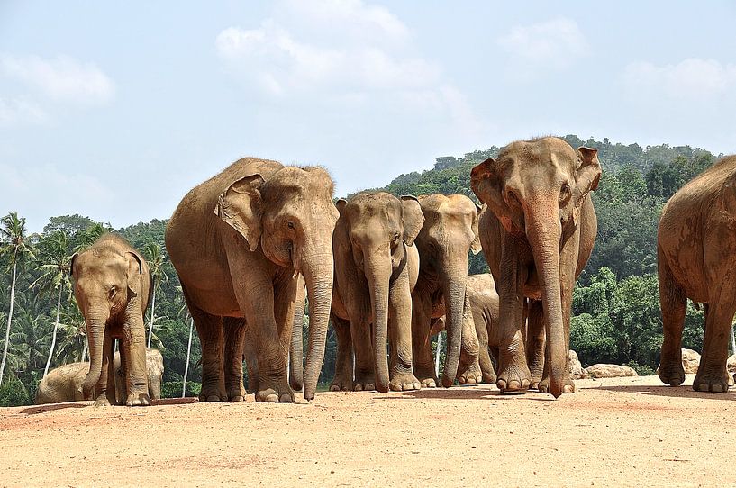 Éléphants en réserve Sri Lanka par Frans van Huizen