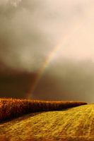Regenboog boven korenveld