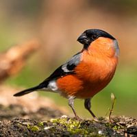 Bullfinch