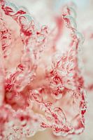 Red and Pink Abstract Photo | Water