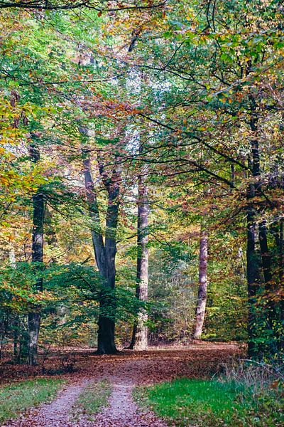 Autumn 2022 Twickelse Bos Delden (2:3) by Rob van der Pijll