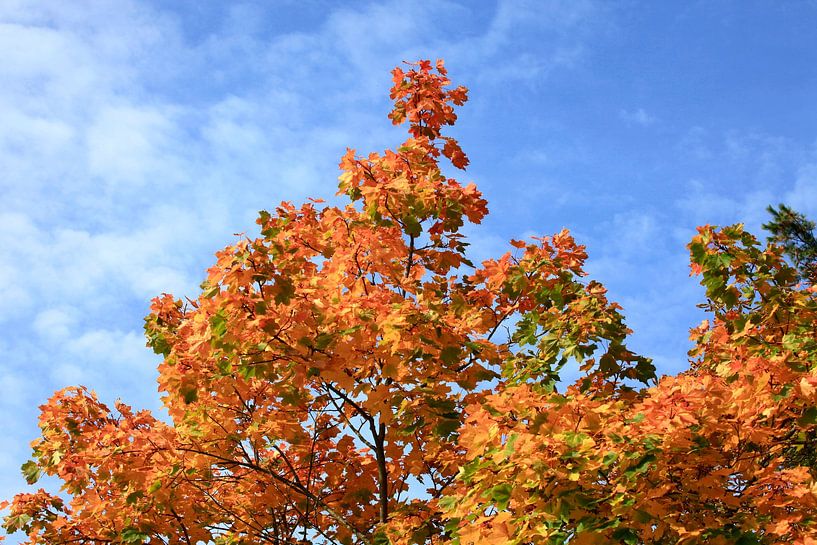 Golden October by Thomas Jäger
