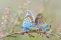 Mating moorland blues