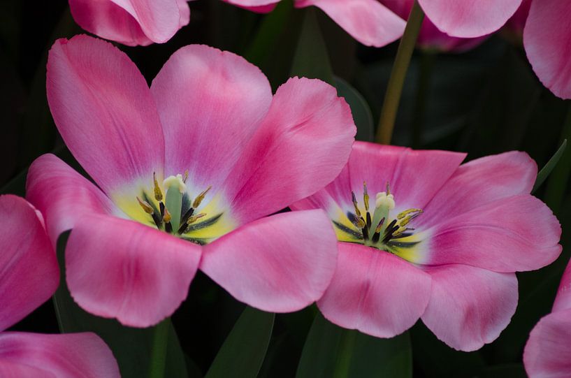 Niederländische Tulpen in Rosa / Niederländische Tulpen in Rosa von Joyce Derksen