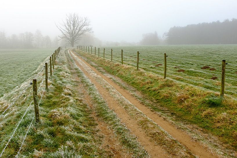 Frozen morning by Johan Vanbockryck