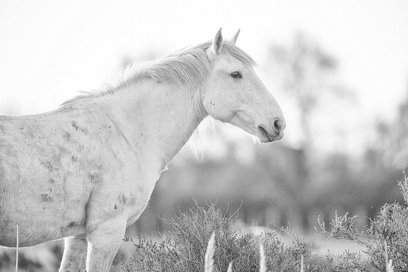 Wild Camargue horse (black and white) by Kris Hermans