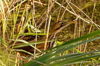le butor dans la roselière