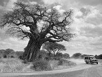 Land Rover bei Baobab