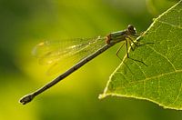 Pantserjuffer in tegenlicht