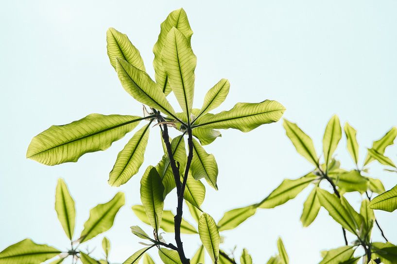 Das Licht fällt durch das frische Grün der Blätter. von tim eshuis