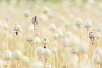 Pastellfarbene Mohnzwiebeln