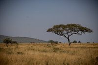 Akazienbaum in der Serengeti