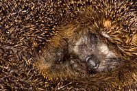 Europäischer Igel, Erinaceus europaeus