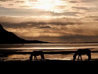 Deux chevaux islandais à Vestrahorn dans la lumière du matin.