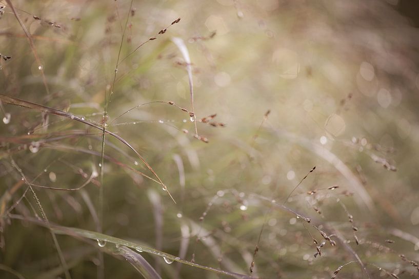 Panicum virgatum by Tania Perneel