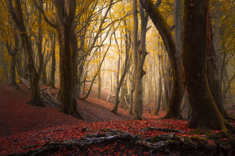Arbres d'automne dans la forêt Speulderbos par Rob Visser