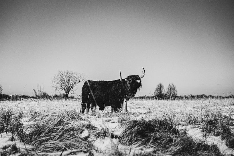 Scottish Highlanders by Leonie Wagenaar