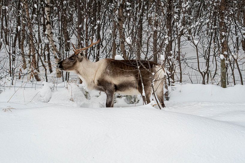 Reindeer by Merijn Loch