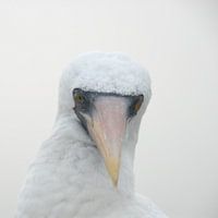 nazca booby in Galapagos
