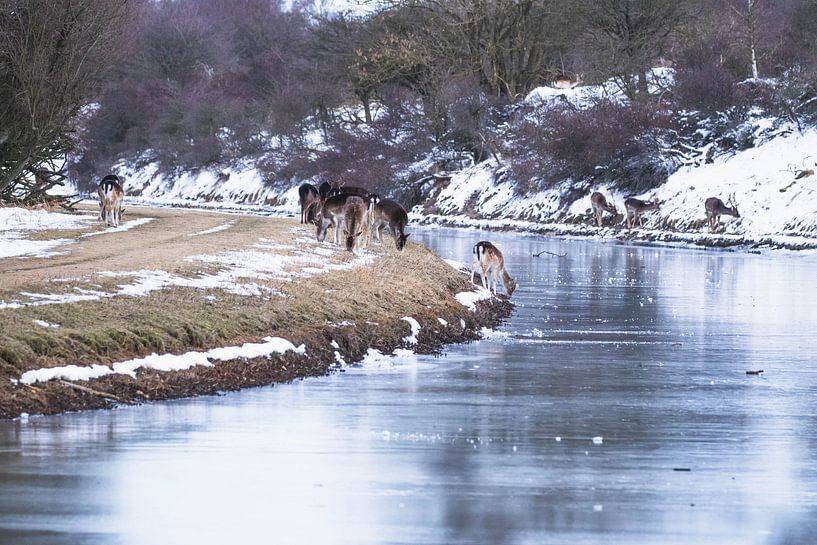 Troupeau de daims au bord de la rivière dans la neige par Anne Zwagers