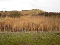 Duinen met riet