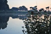 Bloemen bij een mooie zonsopkomst