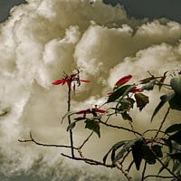 Blumen und Wolken