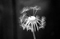 Taraxacum officinale 1 ( paardenbloem)