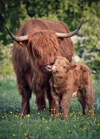 Schottischer Highlander mit Kalb
