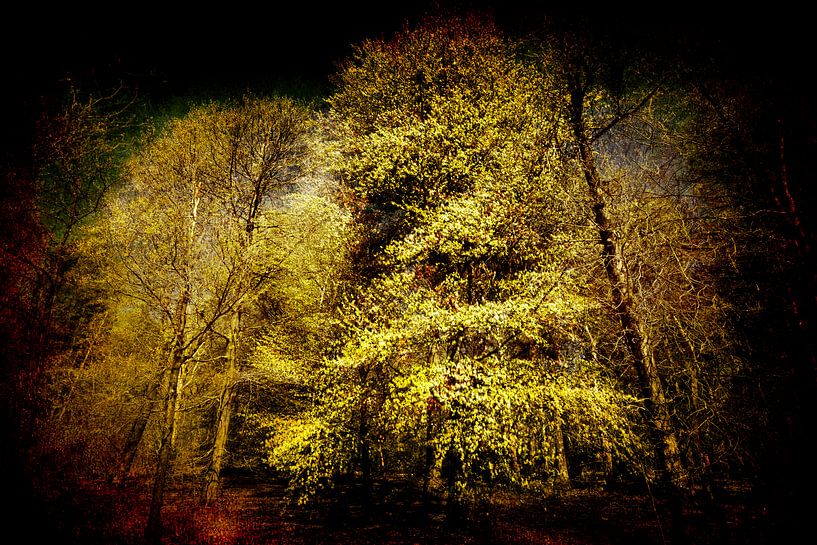 Typisch Baum von Peter Baak