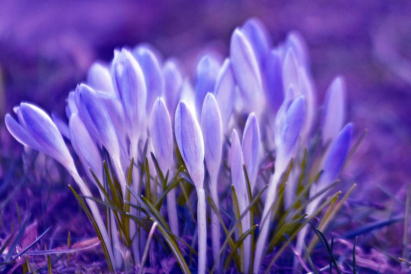 Ultra-violet spring poetry by Silva Wischeropp