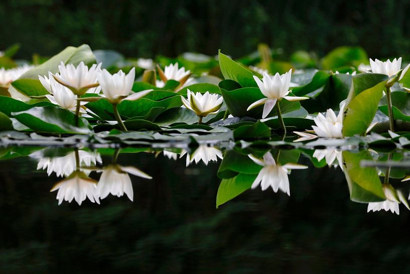 The beauty of water lilies by Thomas Jäger