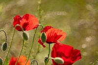 Poppies in soft sunlight