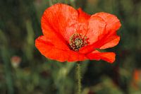 Red flower poppy / poppy