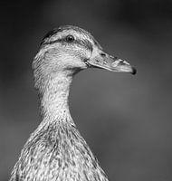 Wilde eend zwart-wit portret