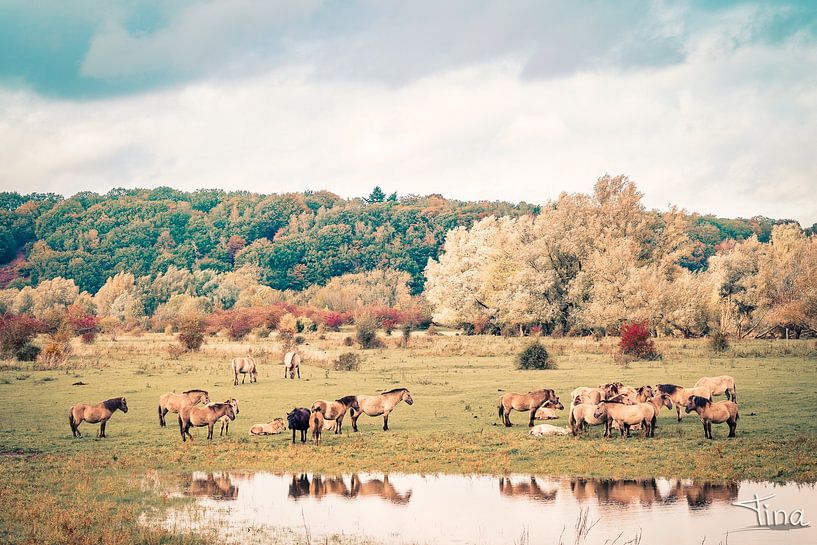 Herbst im blauen Zimmer von Tina Linssen
