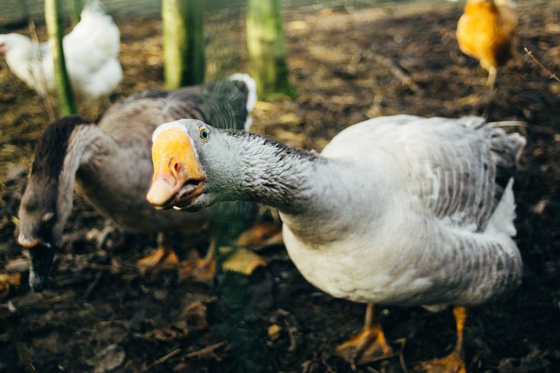 Neugierige Gans von Patrycja Polechonska