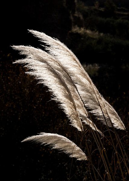 L&#039;herbe de la pampa sous une belle lumière par Adelheid Smitt