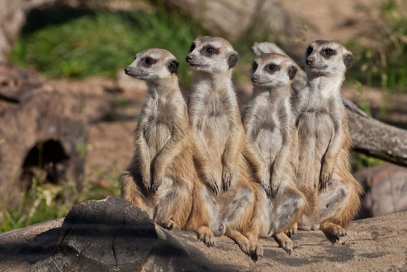 A strong company by Michael Semenov