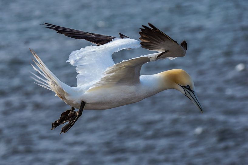 Flying Gannet (Morus bassanus) by Leo Luijten